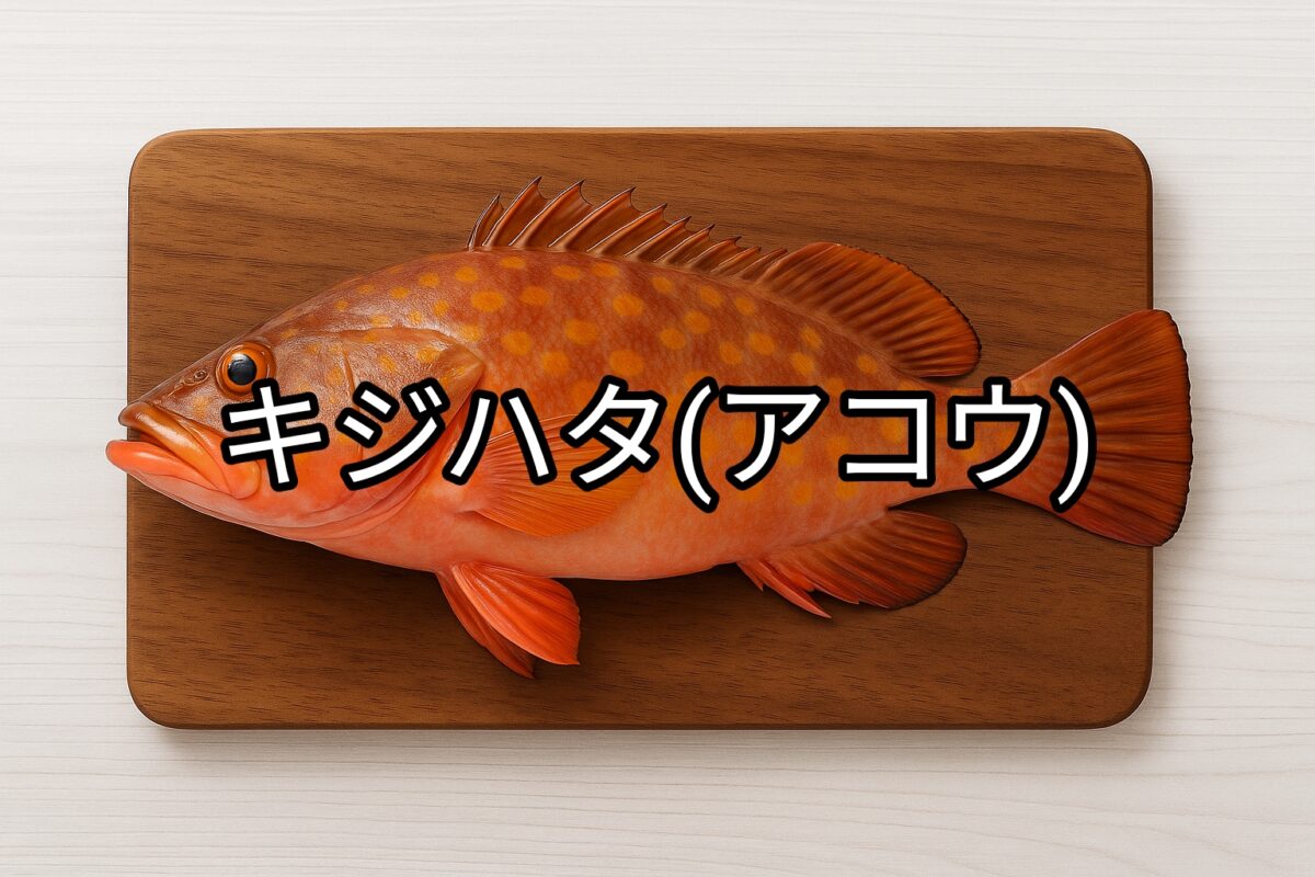 キジハタ(アコウ)