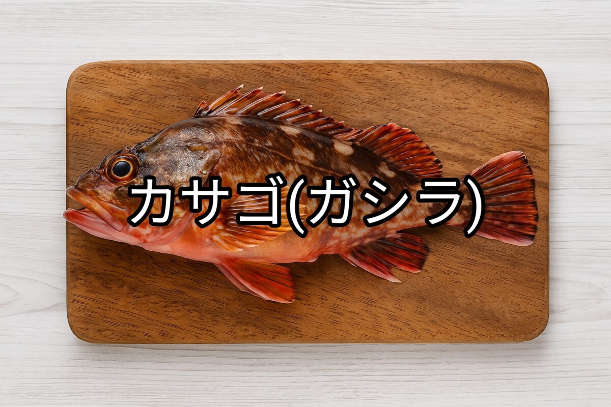 ガシラ(カサゴ)