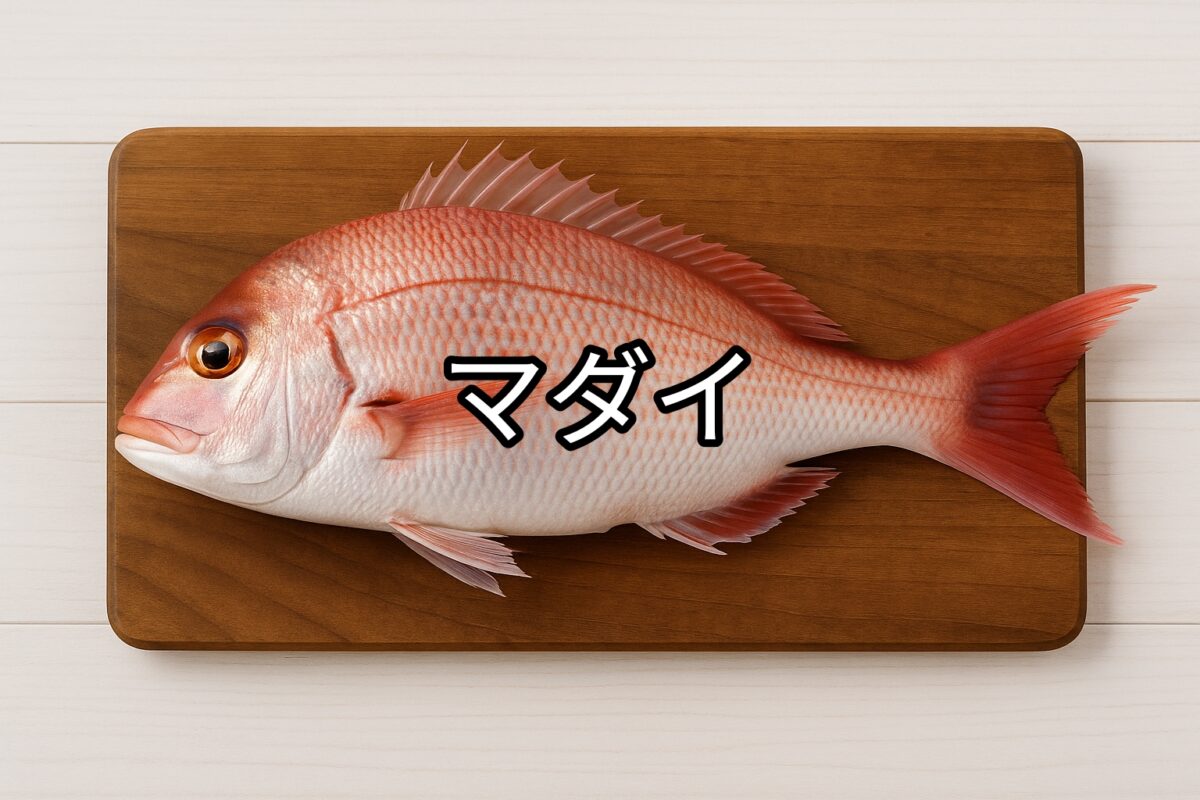 マダイ(真鯛)