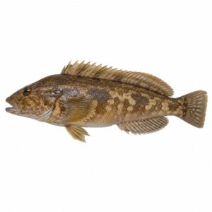アイナメの魚図鑑用画像
