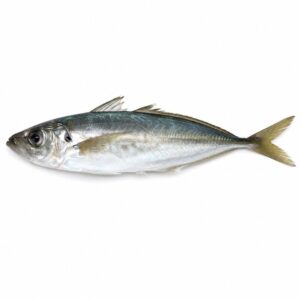アジの魚図鑑用画像