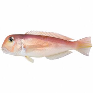 アマダイの魚図鑑用画像