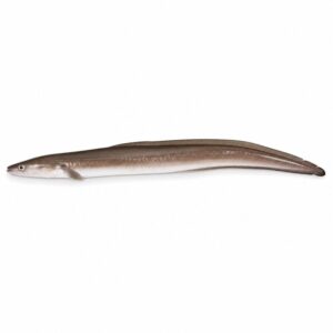 アナゴの魚図鑑用画像