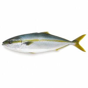 ブリの魚図鑑用画像