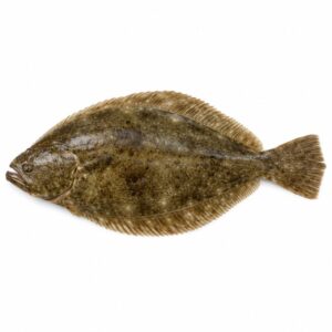 ヒラメの魚図鑑用画像