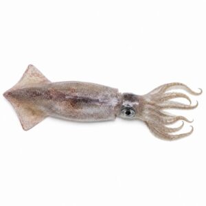 イカの魚図鑑用画像