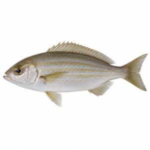 イサキの魚図鑑用画像