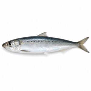 イワシの魚図鑑用画像