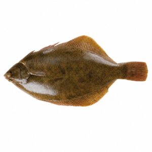 カレイの魚図鑑用画像