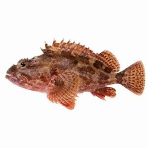 カサゴの魚図鑑用画像