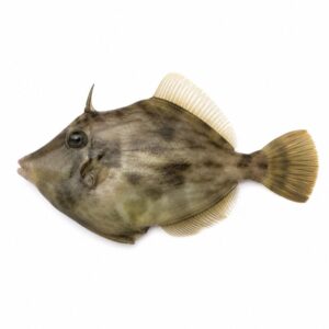 カワハギの魚図鑑用画像