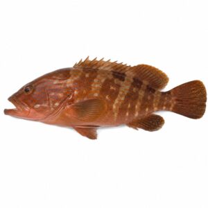 キジハタの魚図鑑用画像