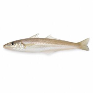 キスの魚図鑑用画像