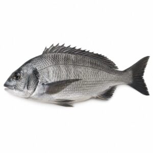 クロダイの魚図鑑用画像