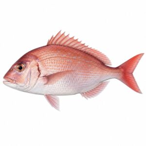 マダイの魚図鑑用画像