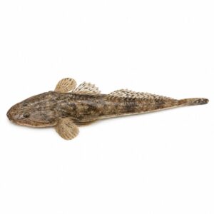 マゴチの魚図鑑用画像