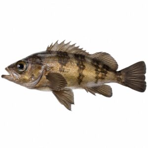 メバルの魚図鑑用画像