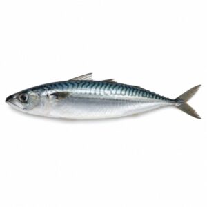 サバの魚図鑑用画像