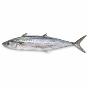 サワラの魚図鑑用画像