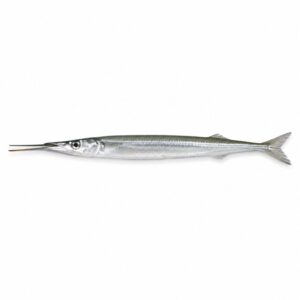 サヨリの魚図鑑用画像