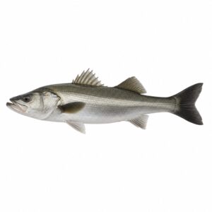 スズキの魚図鑑用画像