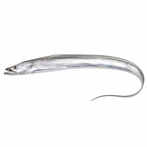 タチウオの魚図鑑用画像