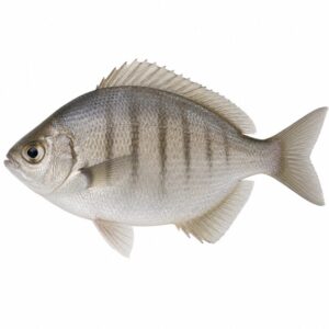 ウミタナゴの魚図鑑用画像